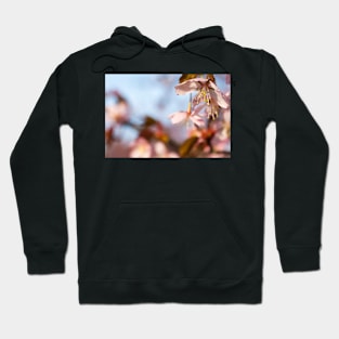 Cherry Blossom Hoodie